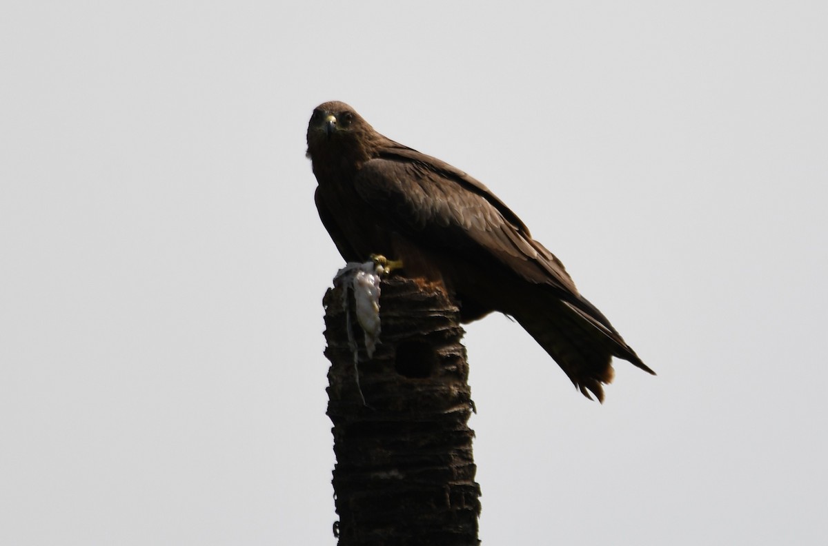Black Kite - ML643220898