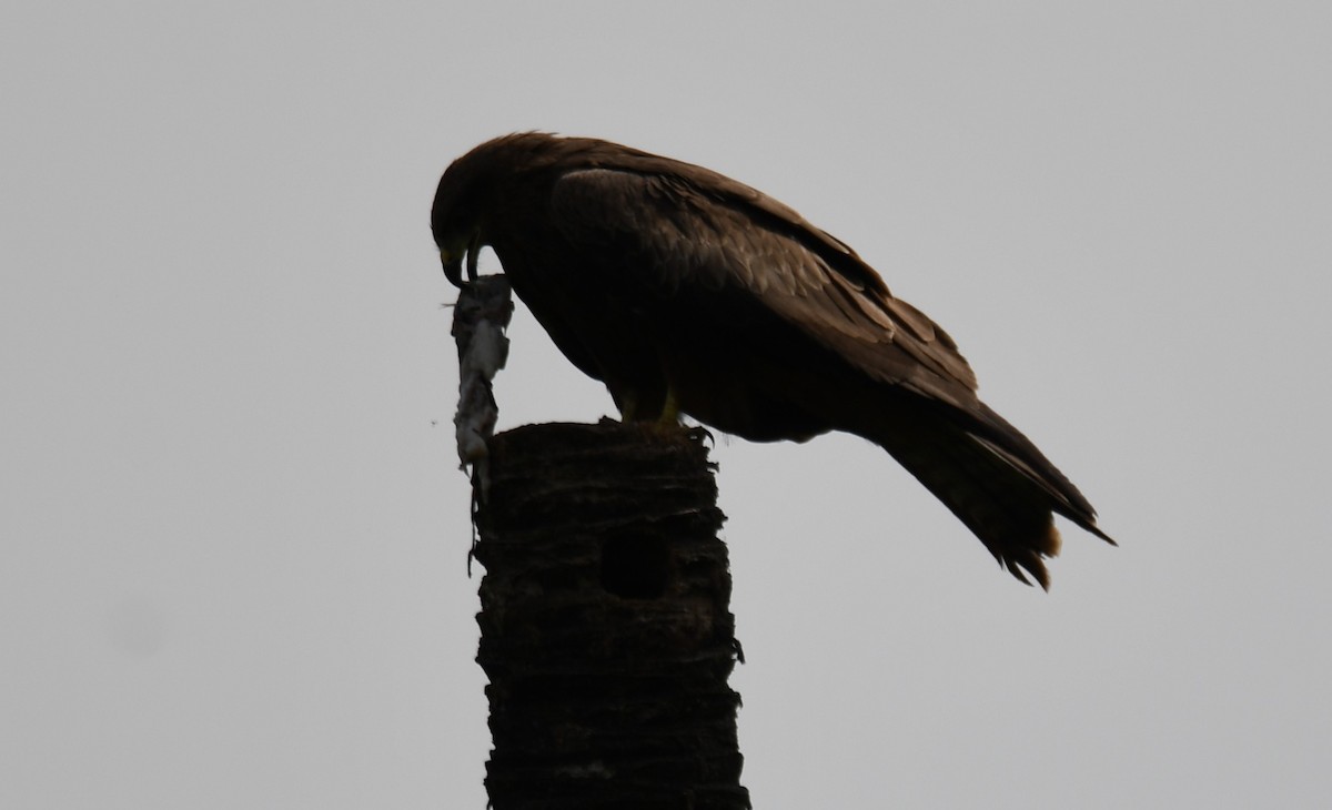 Black Kite - ML643220899