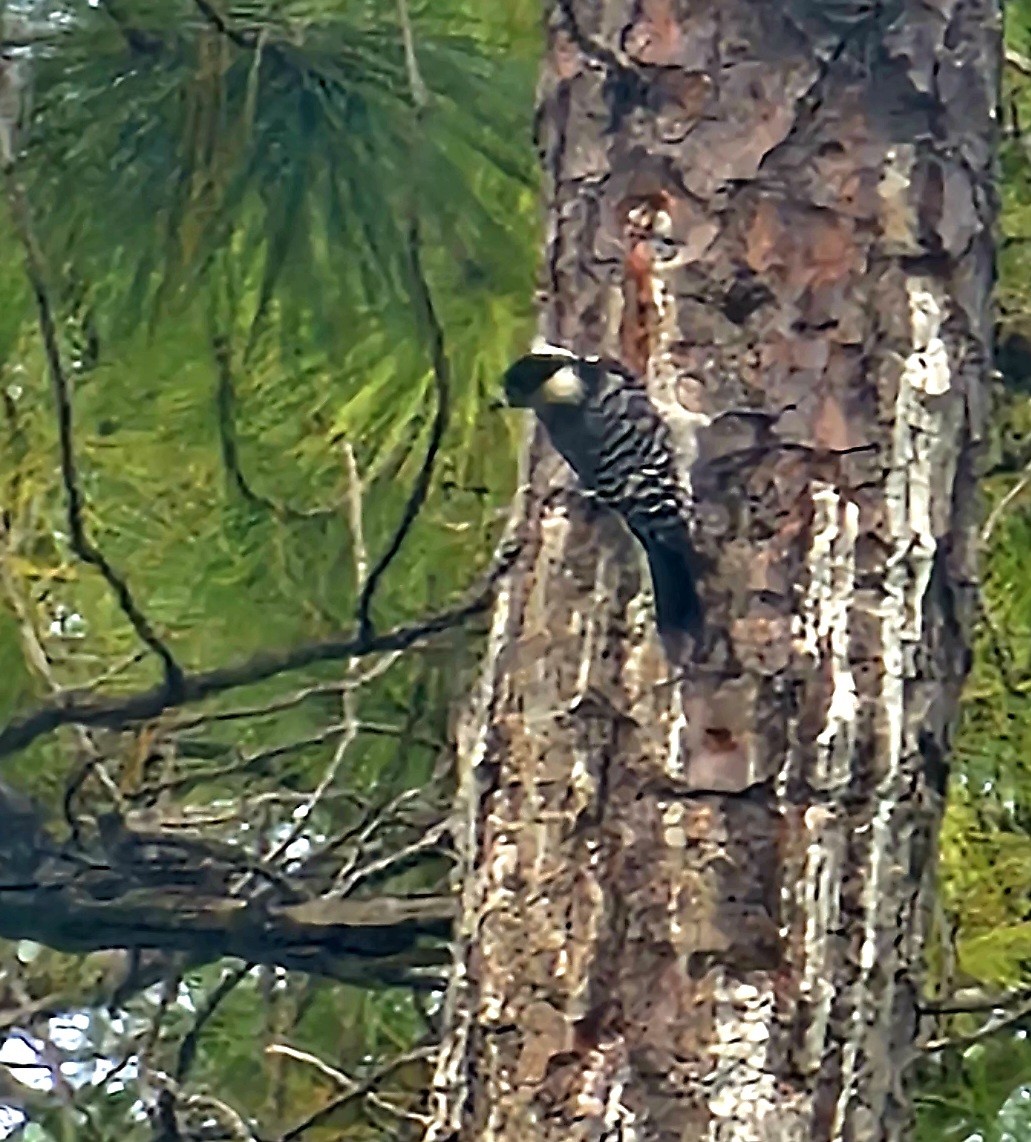 Red-cockaded Woodpecker - ML643220933