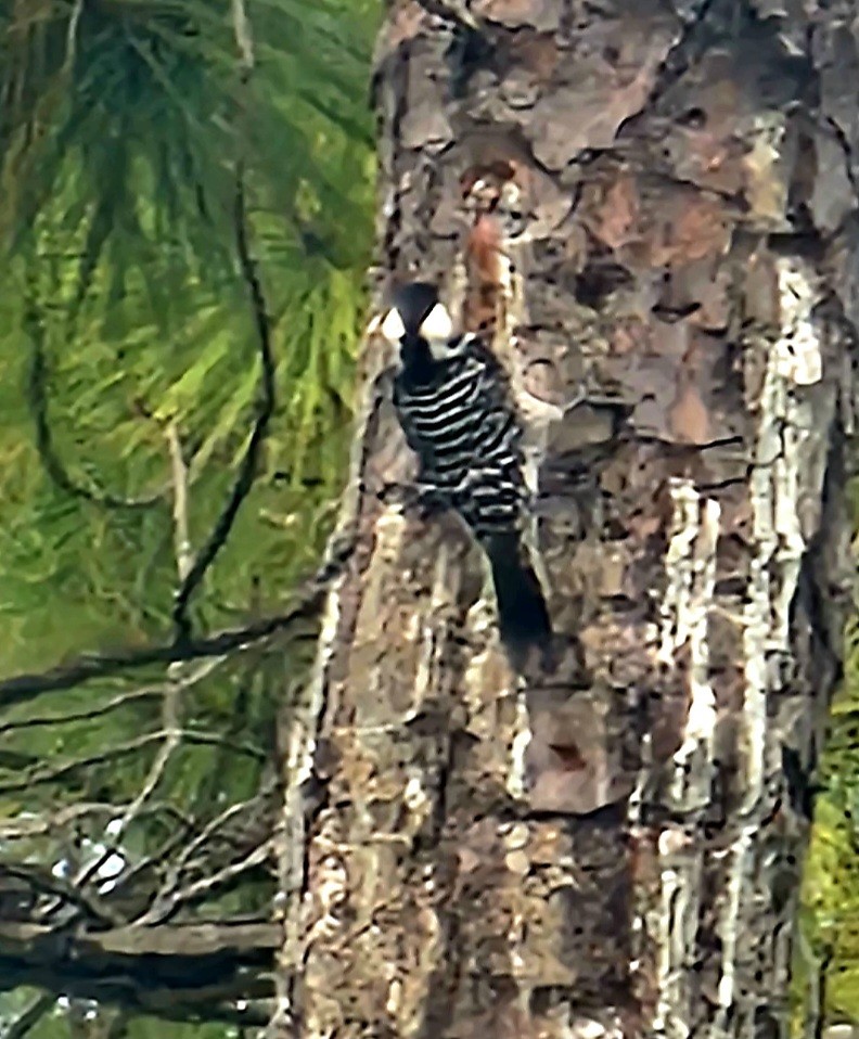 Red-cockaded Woodpecker - ML643220934