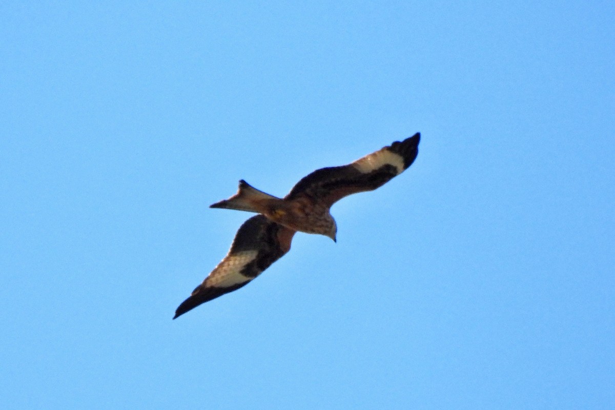 Red Kite - ML643220952