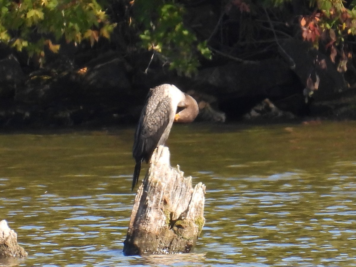 Cormoran à aigrettes - ML643220953