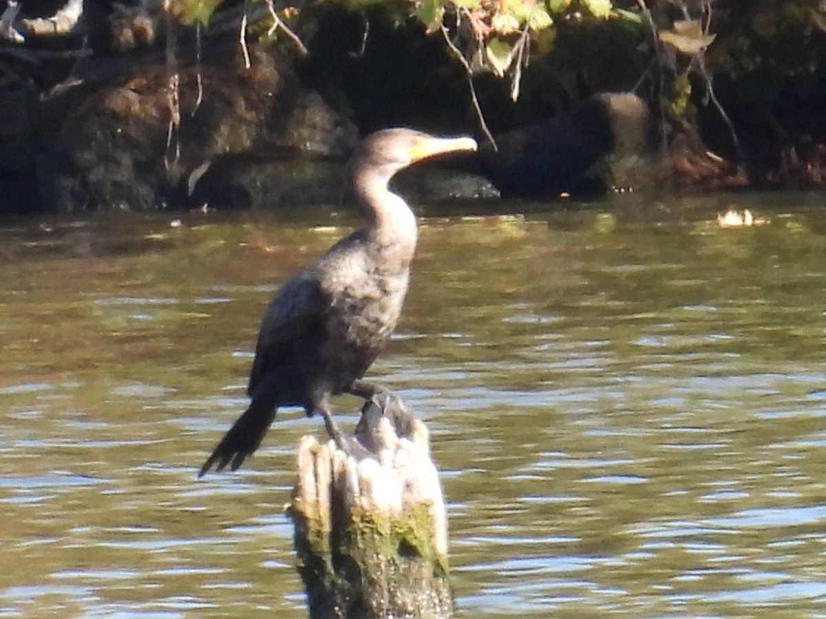 Cormoran à aigrettes - ML643220954