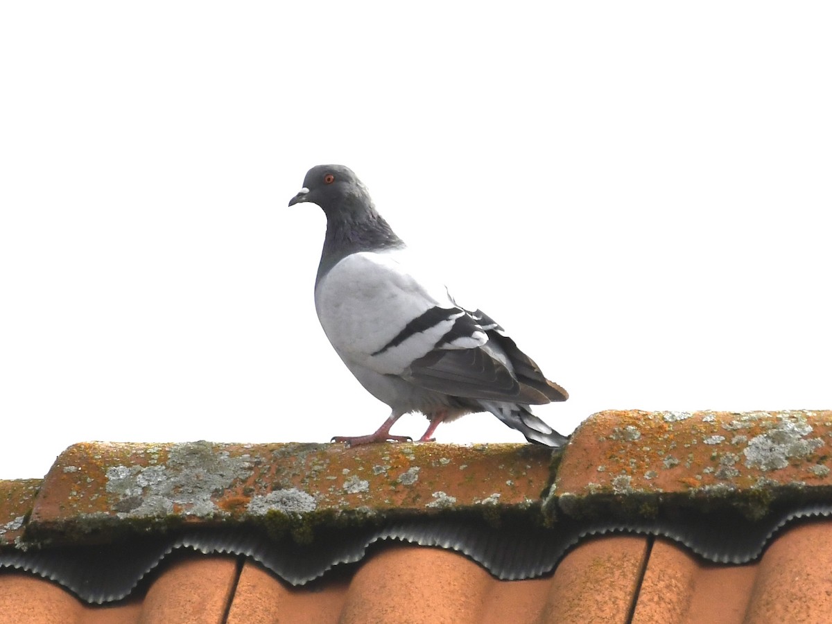 Pigeon biset (forme domestique) - ML643220955