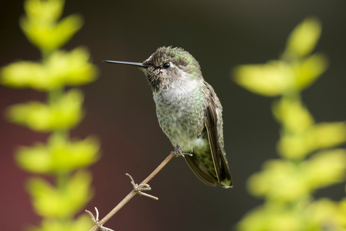 Colibri d'Anna - ML643220964