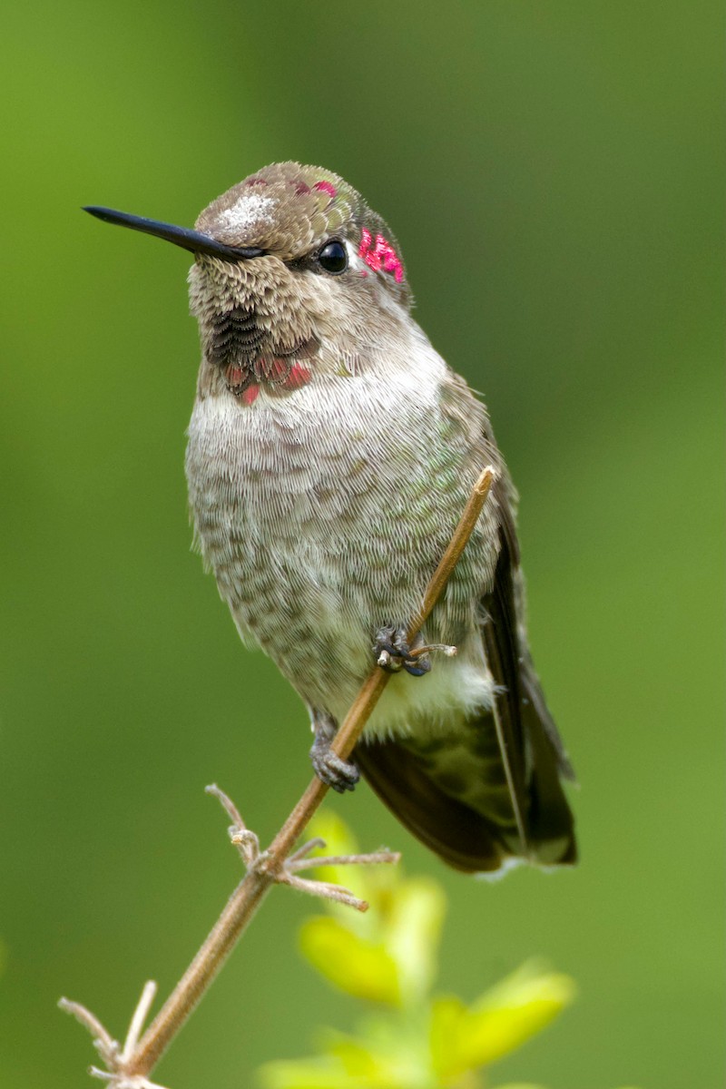 Colibri d'Anna - ML643220966