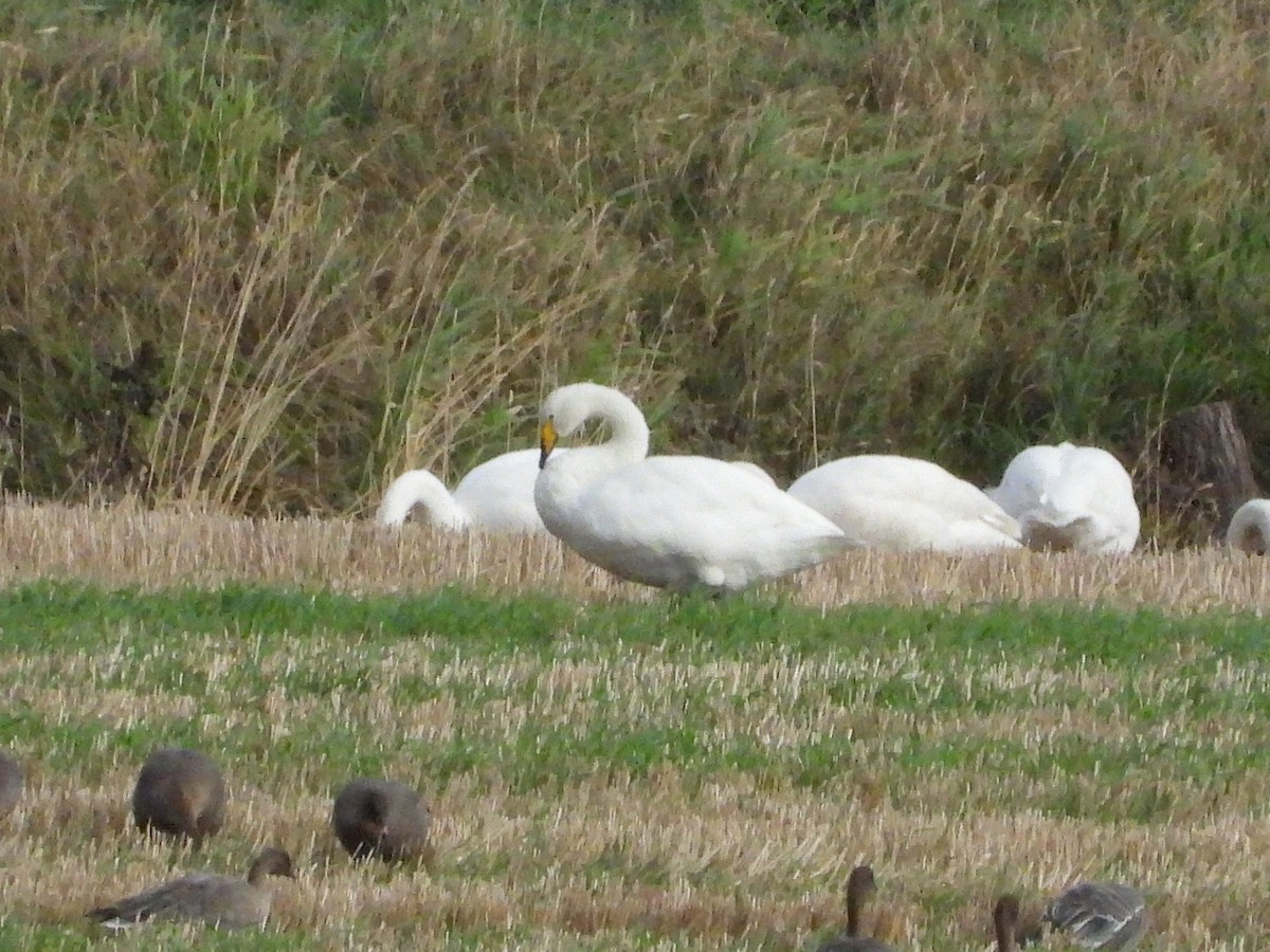 Cygne chanteur - ML643220967