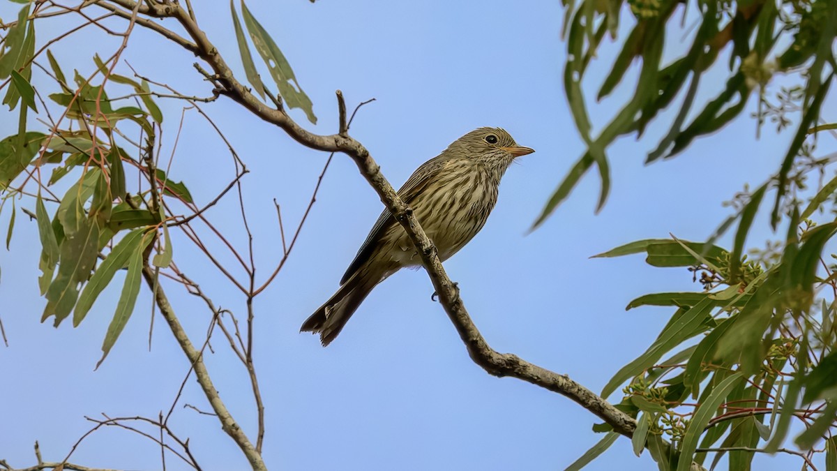 Rufous Whistler - ML643220969