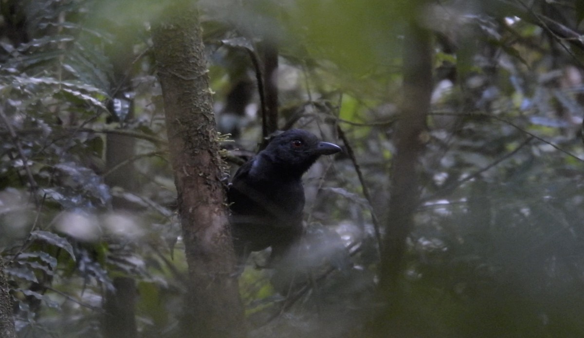 Black-throated Antshrike - ML643220985