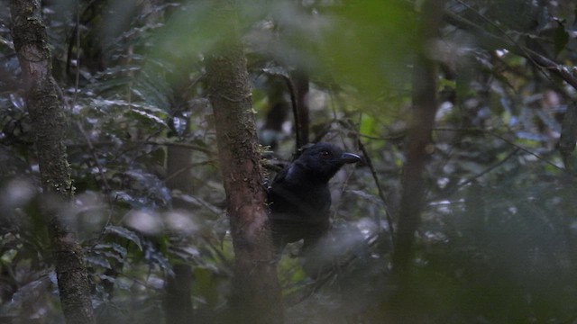 Black-throated Antshrike - ML643220989