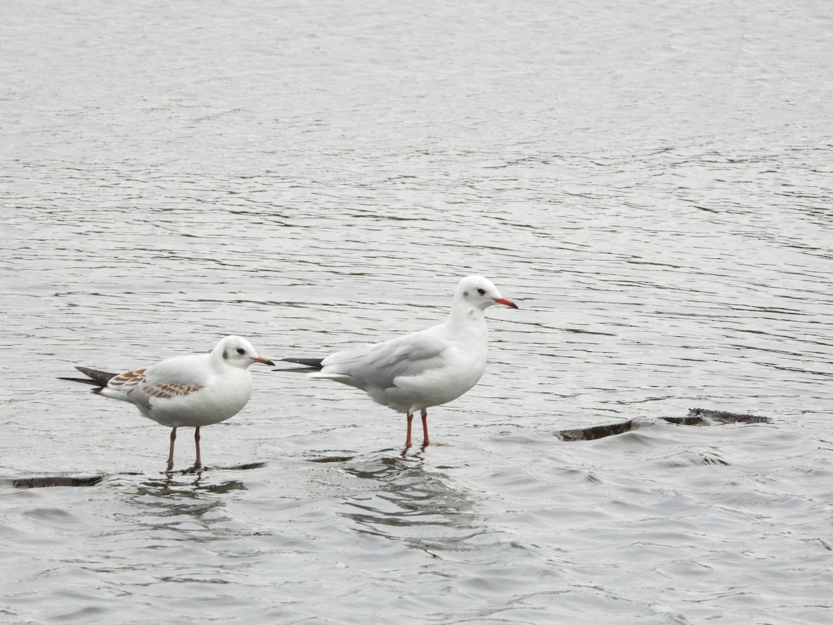 hettemåke - ML643220991