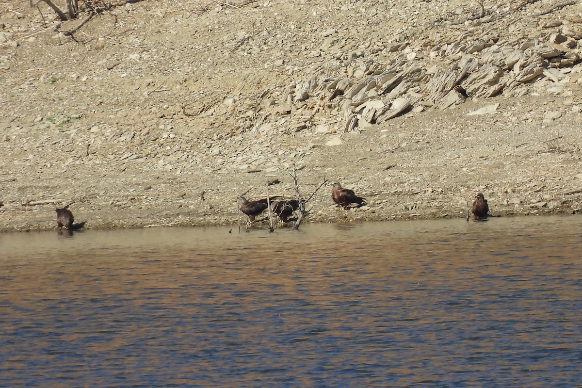 Black Kite - ML643220994