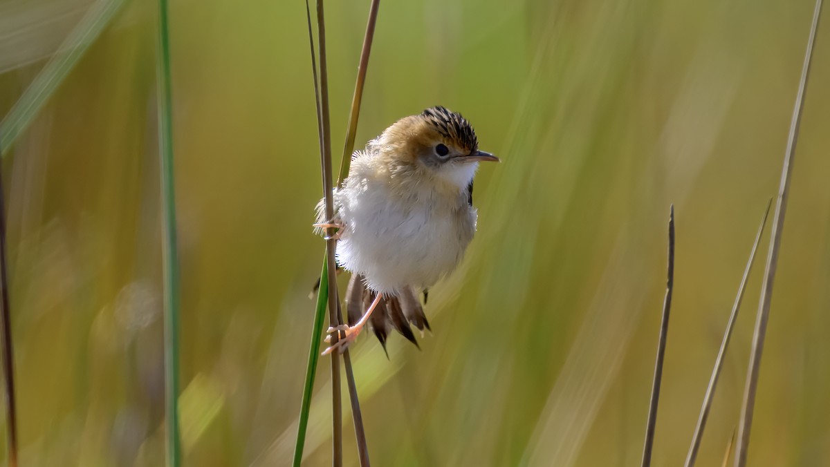 Golden-headed Cisticola - ML643221014