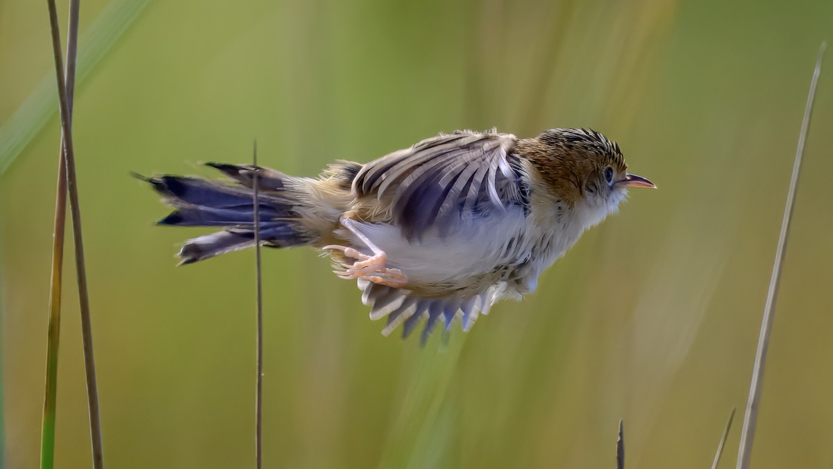 Golden-headed Cisticola - ML643221016