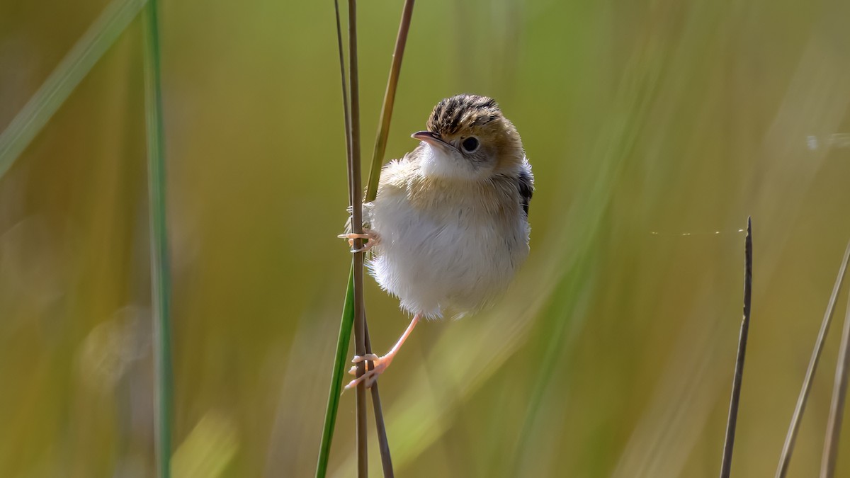 Golden-headed Cisticola - ML643221017