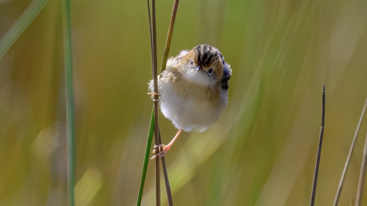 Golden-headed Cisticola - ML643221018