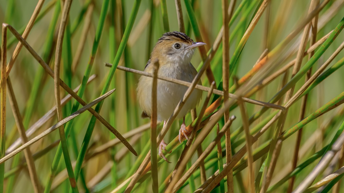 Golden-headed Cisticola - ML643221019