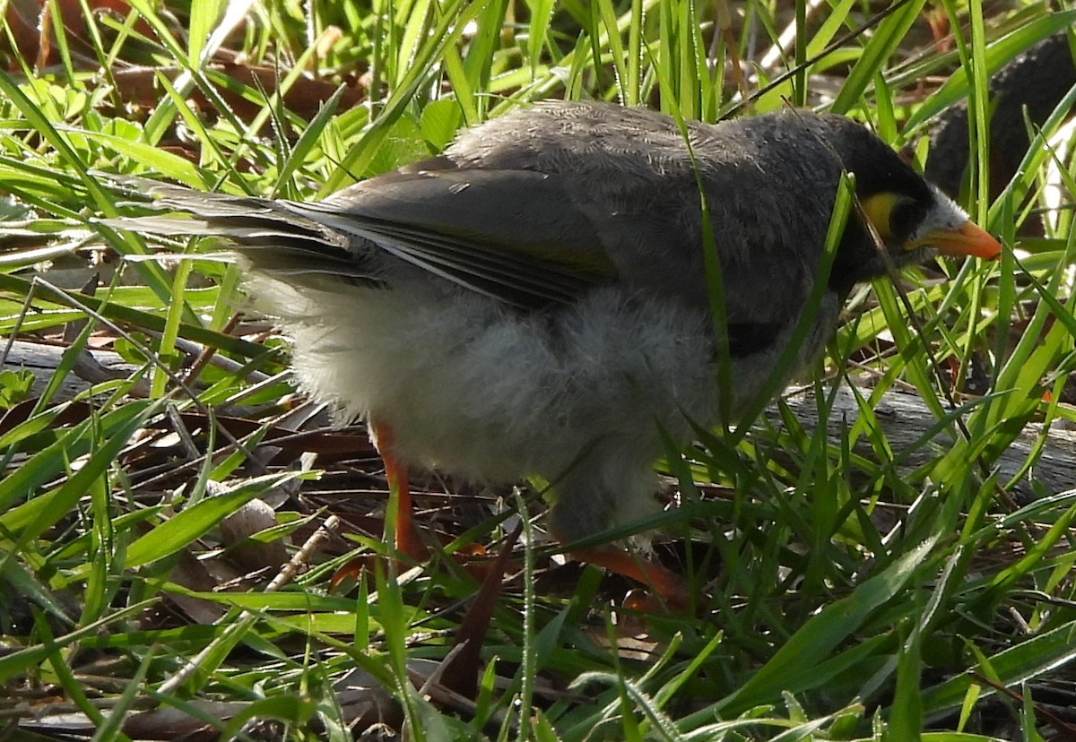 Noisy Miner - ML643221021