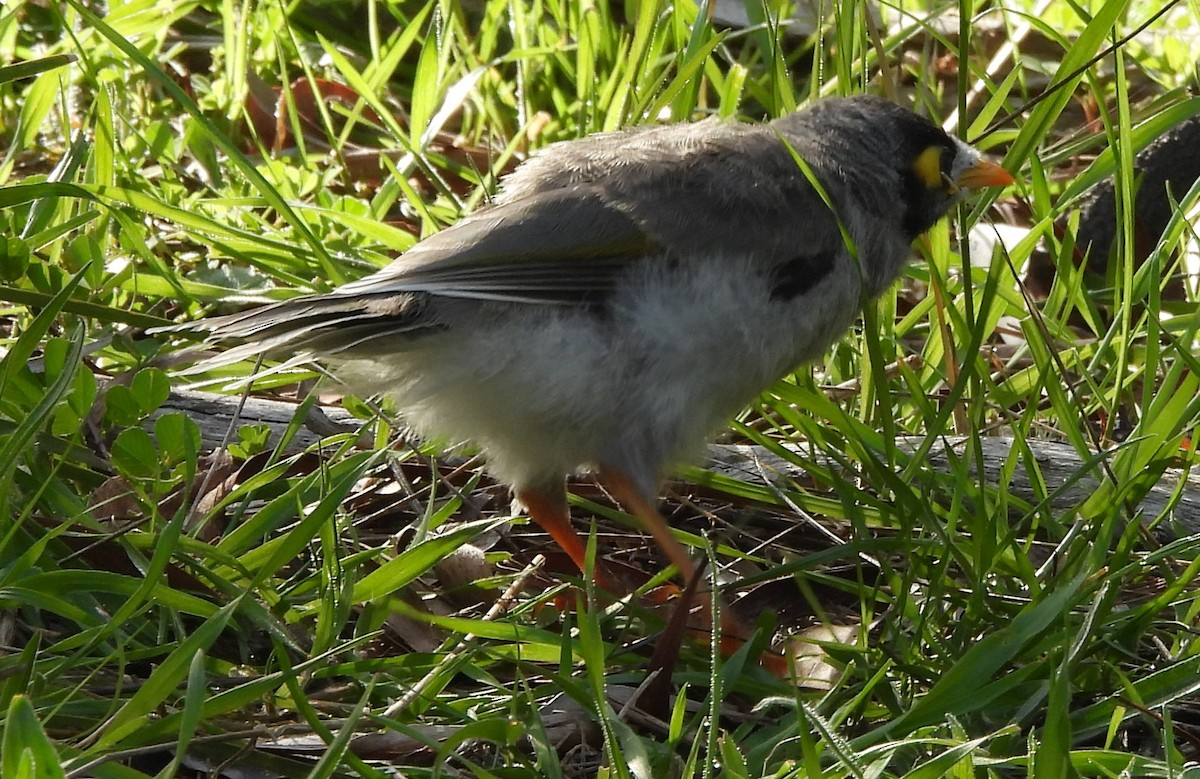 Noisy Miner - ML643221022