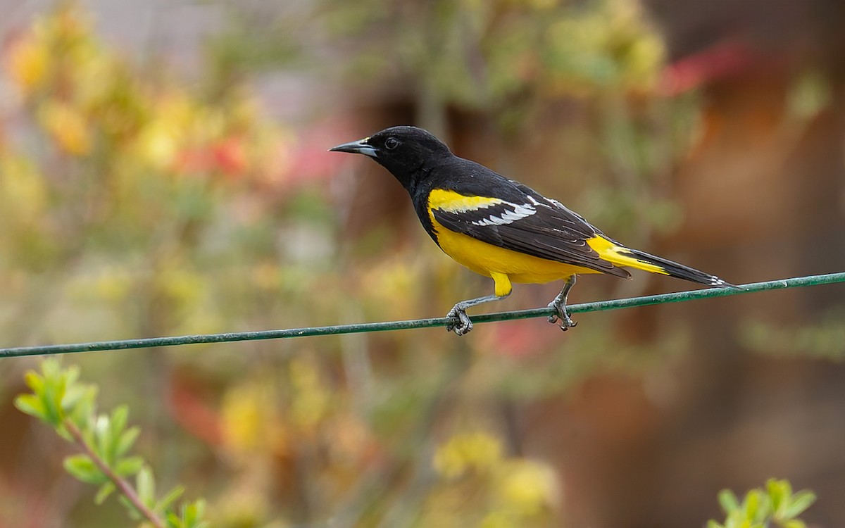 Scott's Oriole - ML643221025