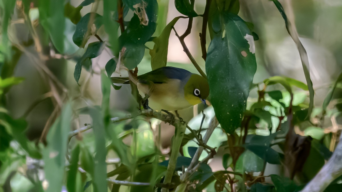 Silvereye - ML643221027