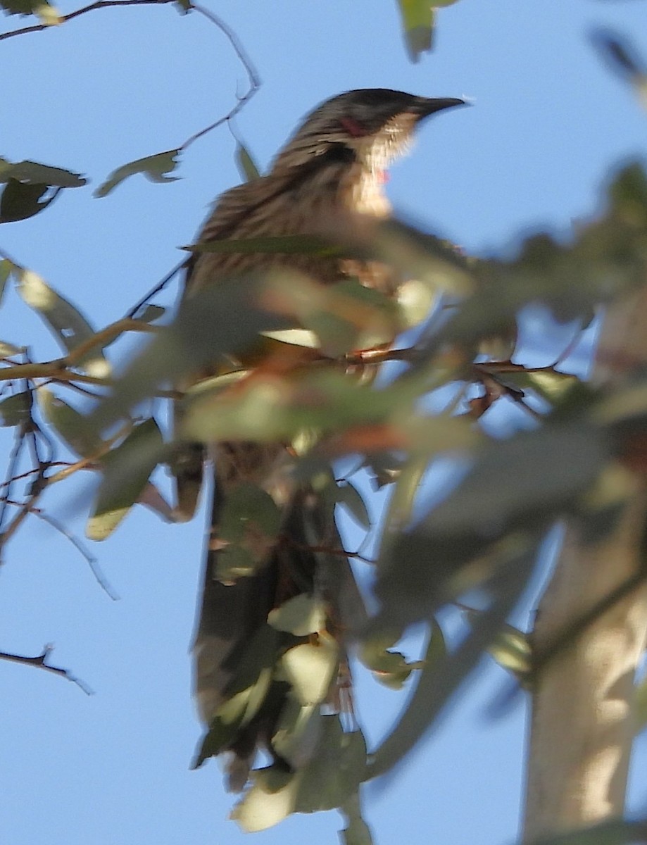 Red Wattlebird - ML643221028