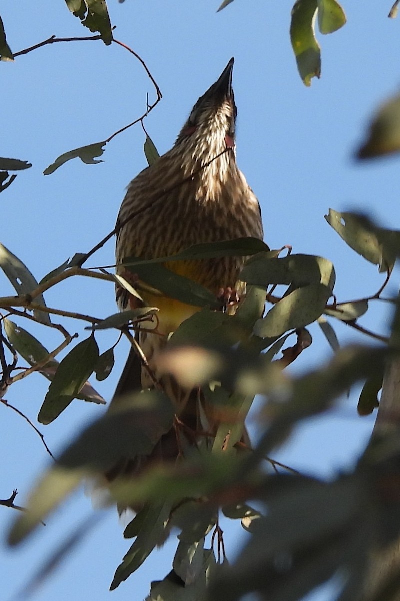 Red Wattlebird - ML643221029