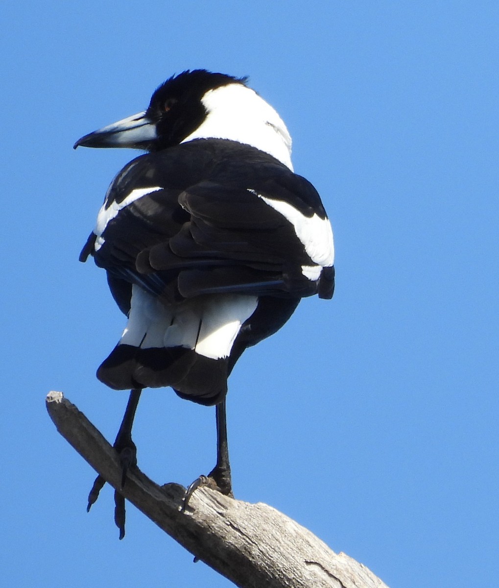 Australian Magpie - ML643221036