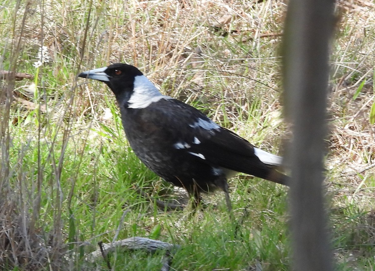 Australian Magpie - ML643221038