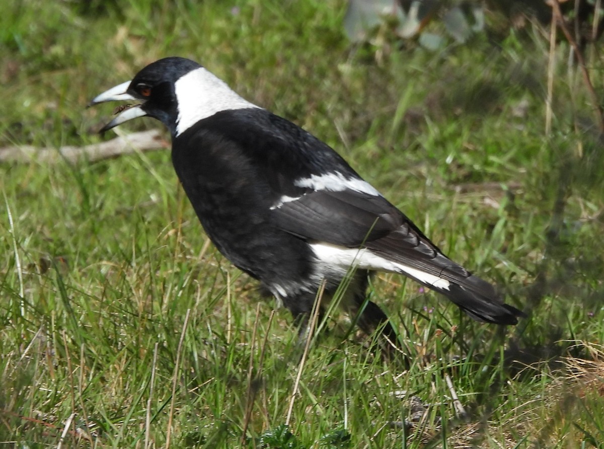 Australian Magpie - ML643221039