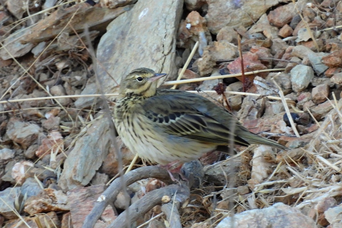 Tree Pipit - ML643221051