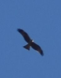Black Kite - ML643221052