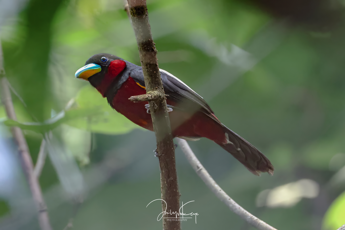 Black-and-red Broadbill - ML643221102
