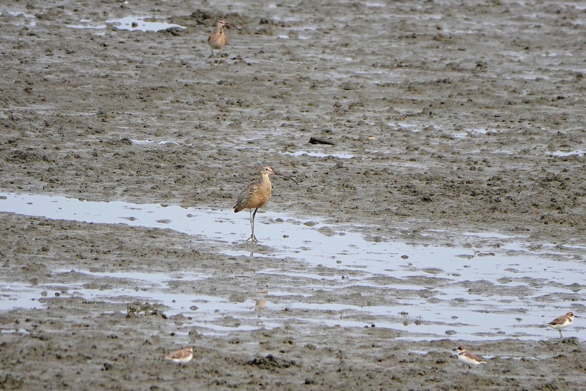 ホウロクシギ - ML643221103