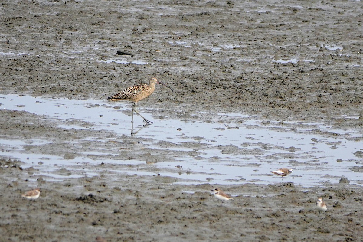 ホウロクシギ - ML643221104