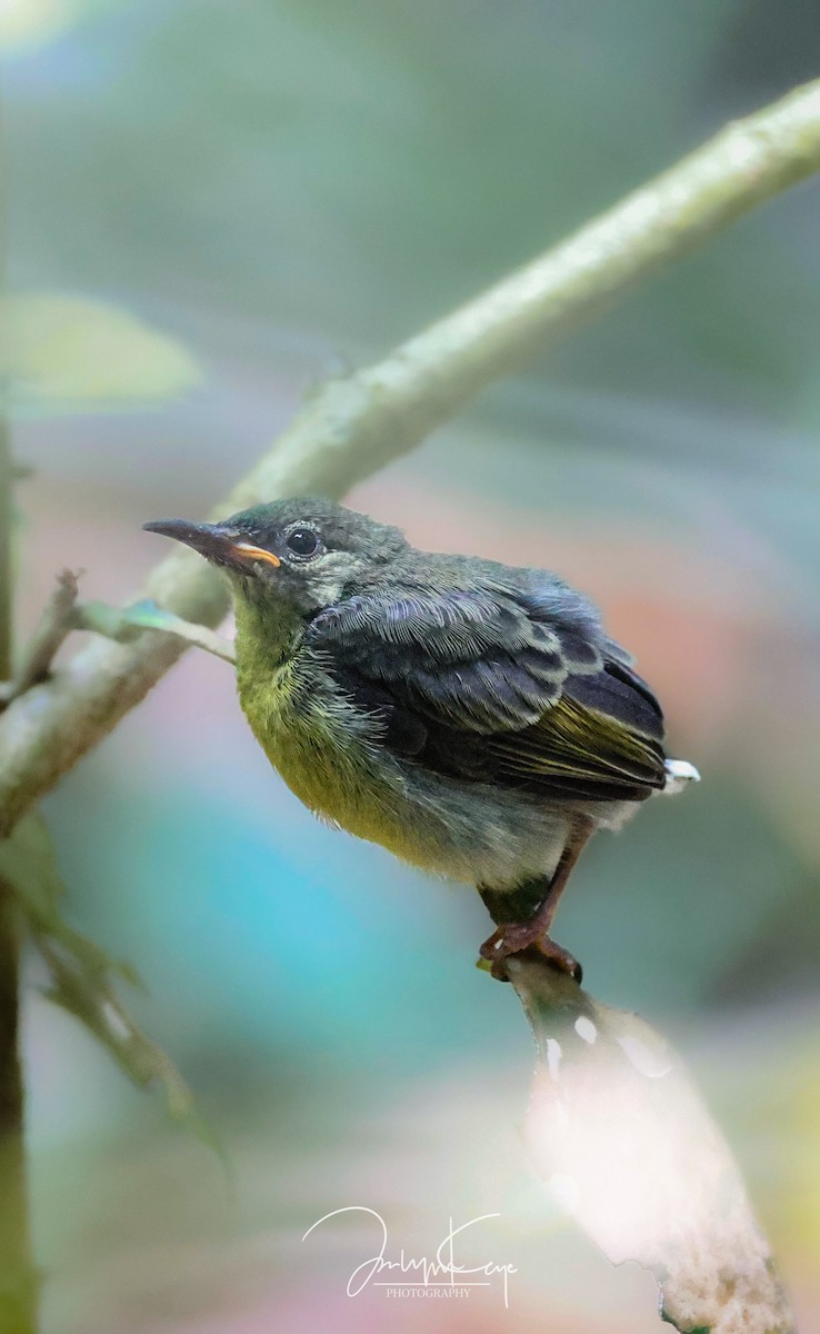 ノドアカタイヨウチョウ - ML643221110