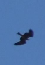 Black Kite - ML643221123