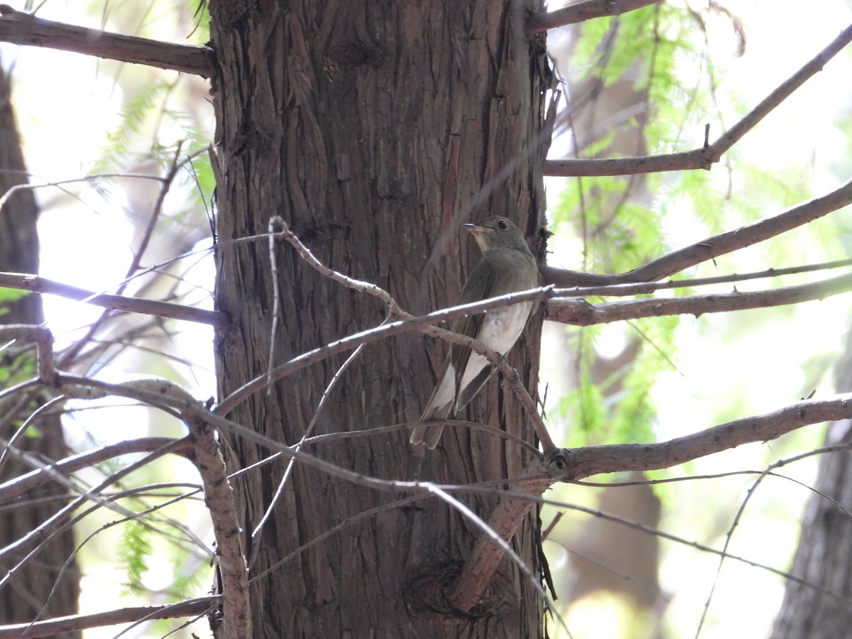 Blue-and-white Flycatcher - ML643221144