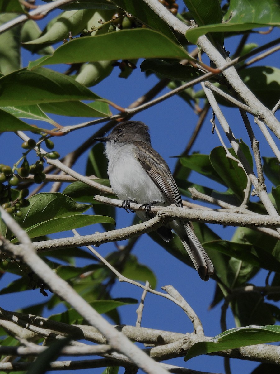 Tyran de Porto Rico - ML643221159
