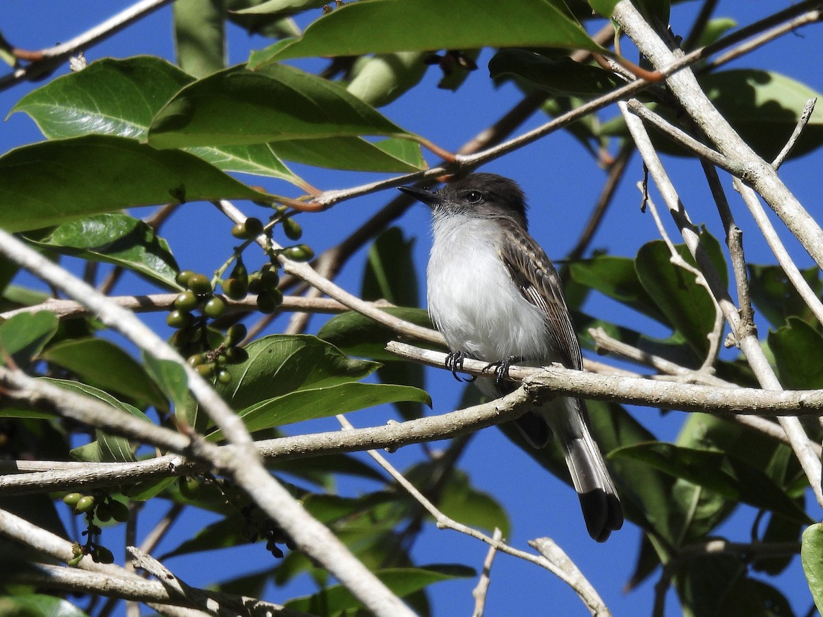 Tyran de Porto Rico - ML643221160