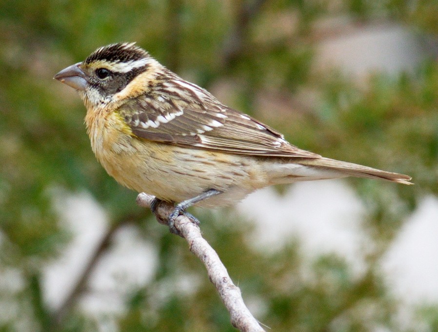 Black-headed Grosbeak - ML643221163
