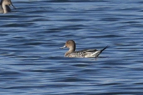 Canard pilet - ML643221164