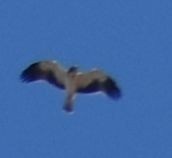 Aigle botté - ML643221167