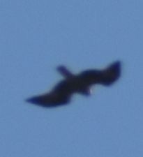 Aigle botté - ML643221175
