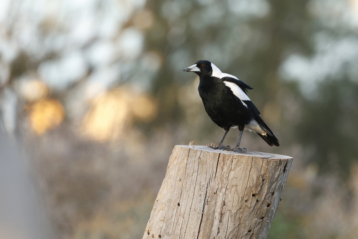 Cassican flûteur (telonocua/tyrannica) - ML643221181