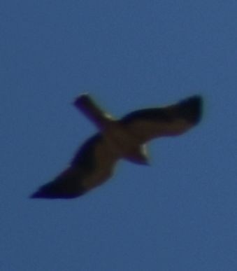 Aigle botté - ML643221183