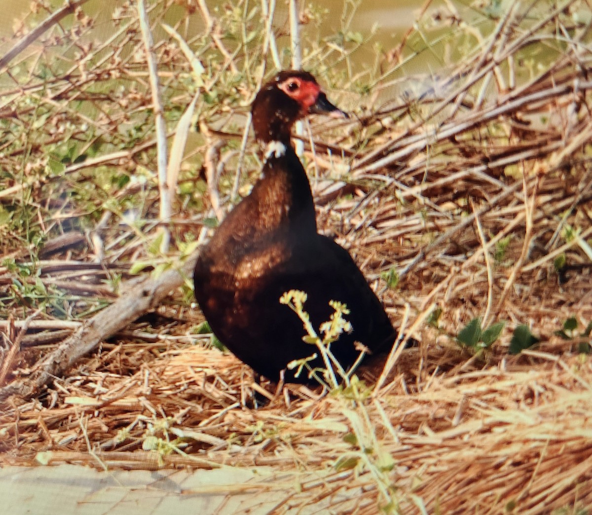 Muscovy Duck (Domestic type) - ML643221187