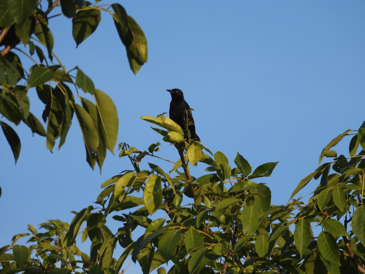 antilltrupial - ML643221215