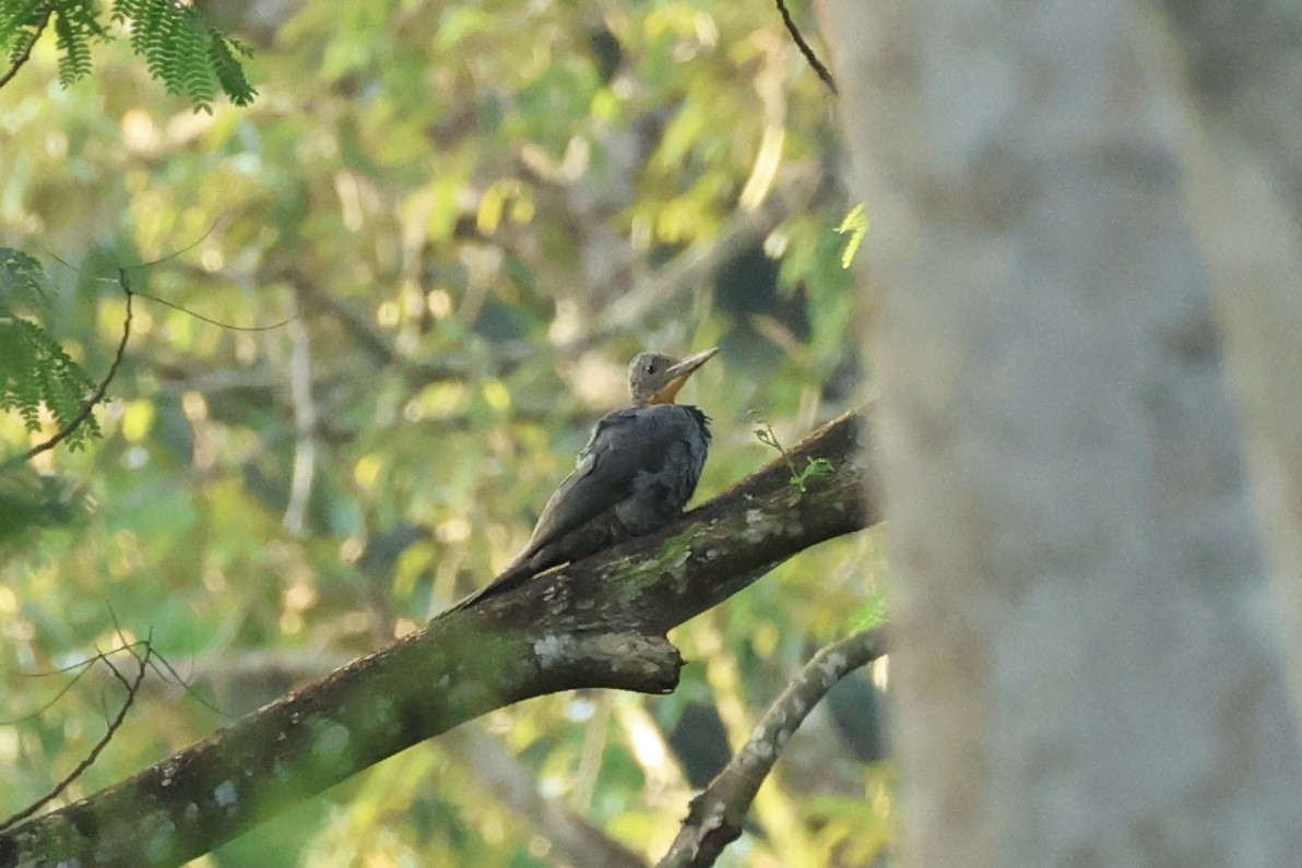 Great Slaty Woodpecker - ML643221218