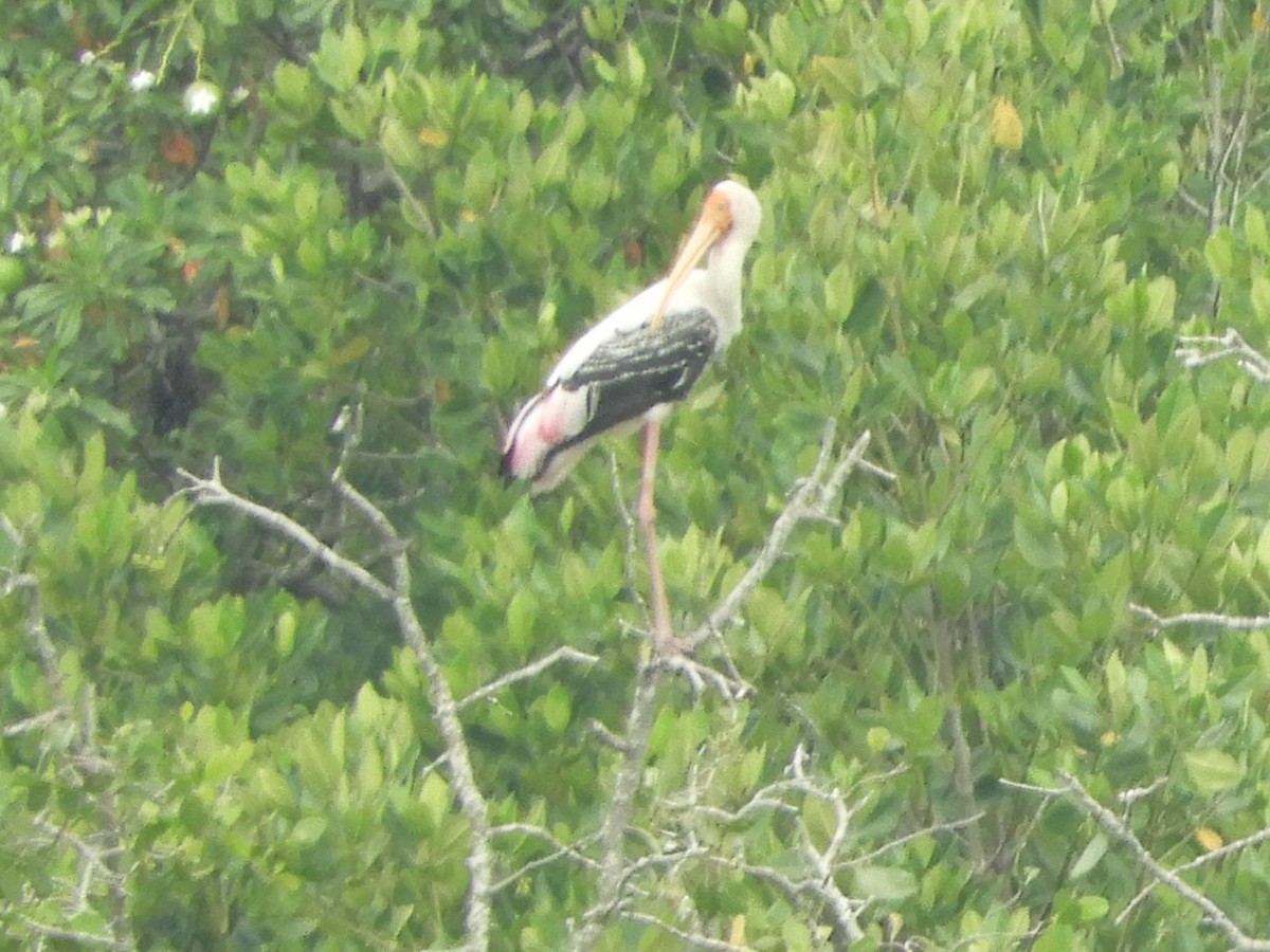 Painted Stork - ML643221228
